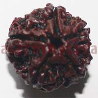 5 mukhi 24921 21mm